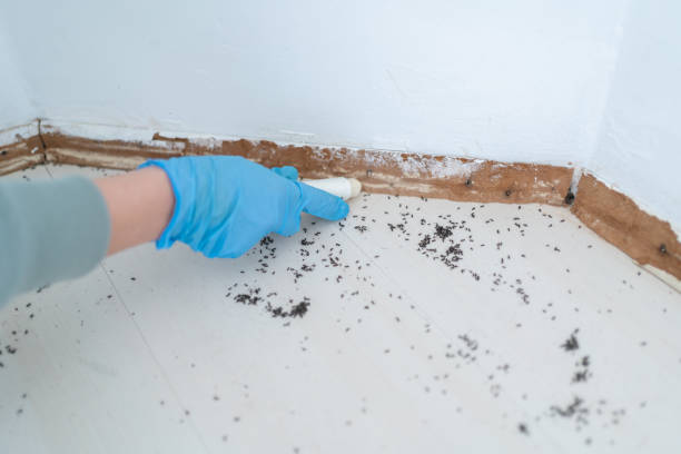 Trusted Waldwick, NJ Pest Control Experts